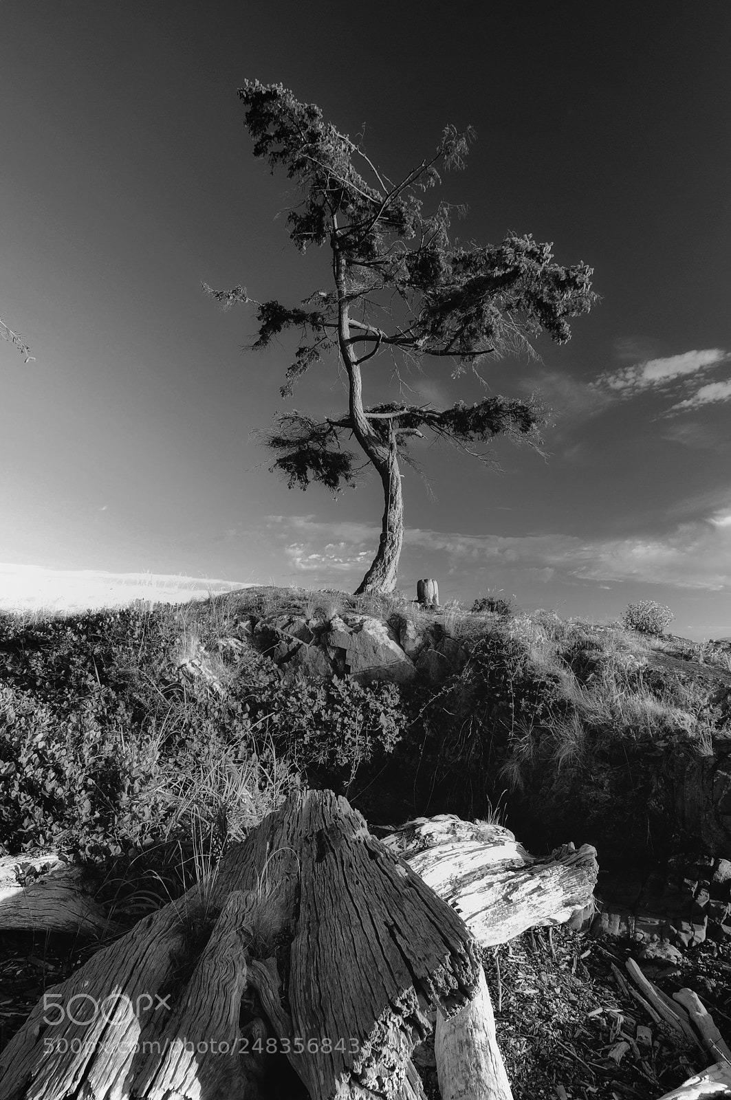 Nikon D90 sample photo. Struggling photography