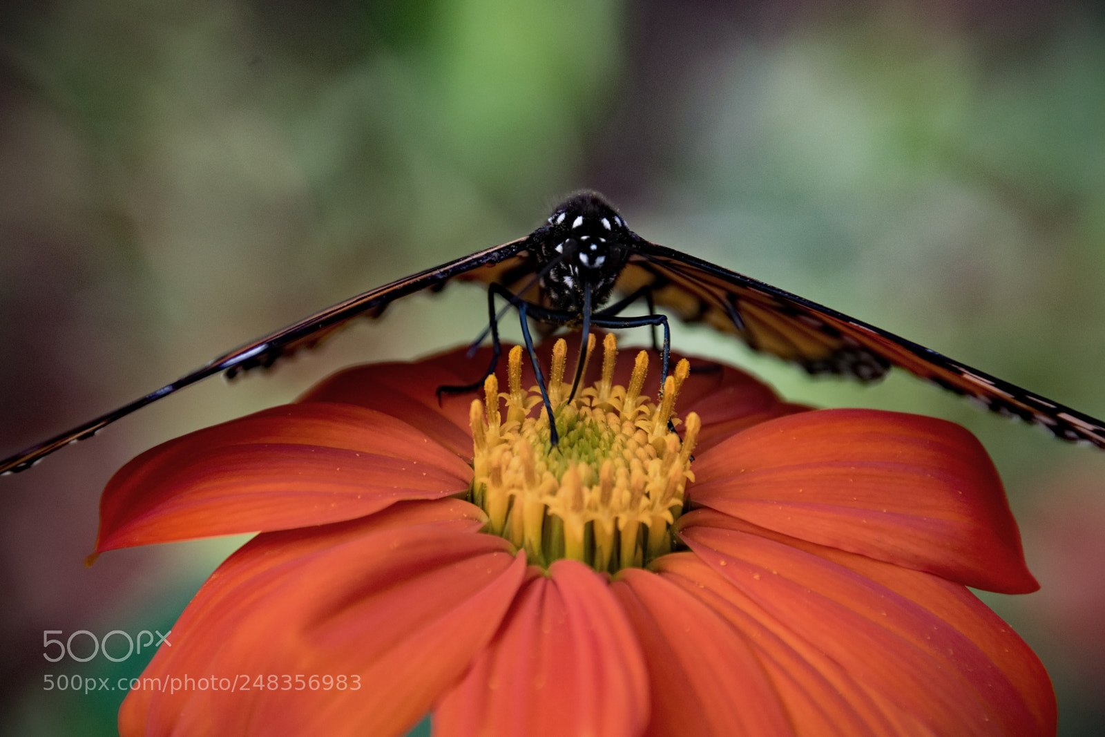 Nikon D5300 sample photo. Monarch on tithonia photography
