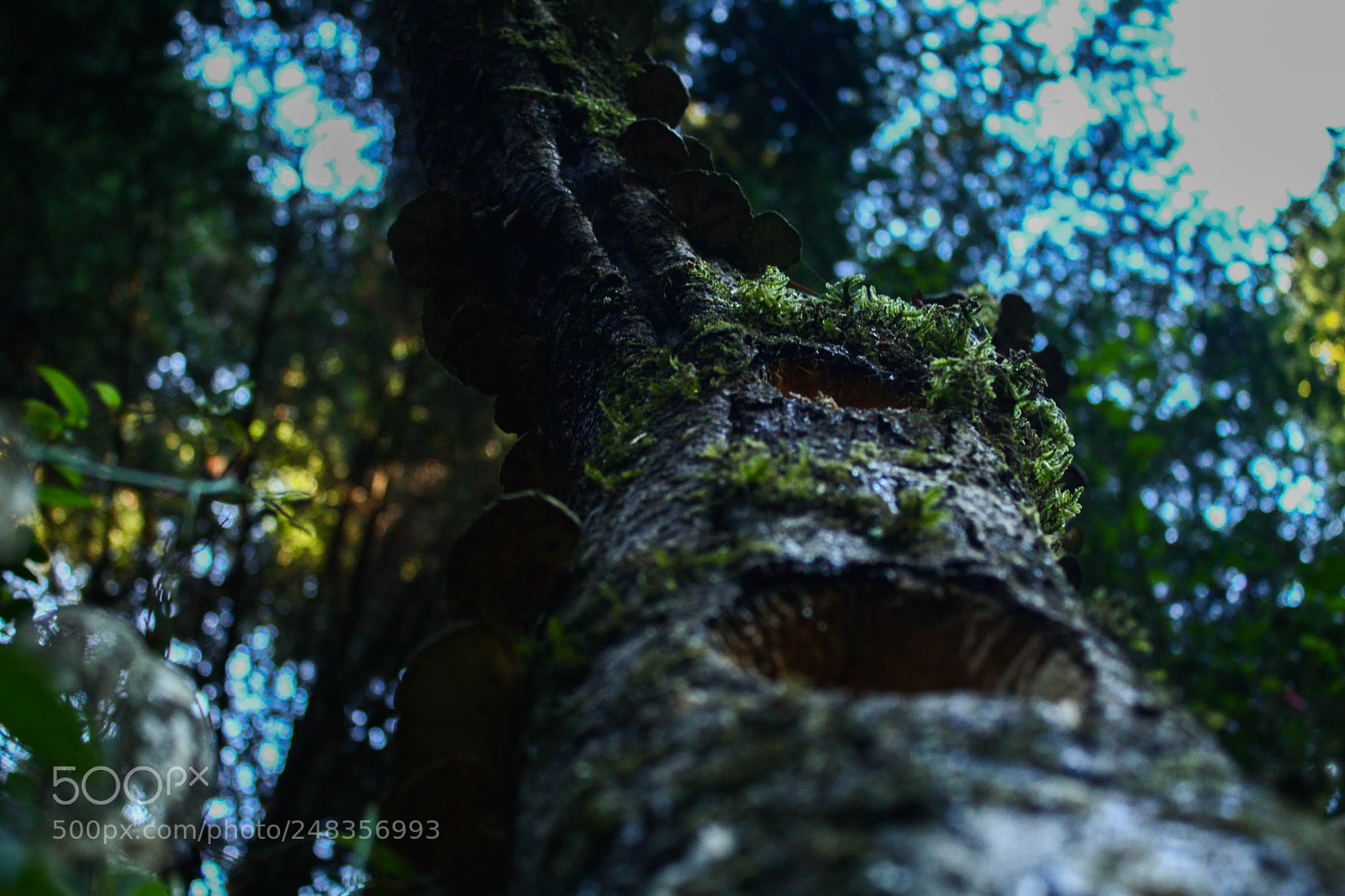Canon EOS 60D sample photo. Witches photography