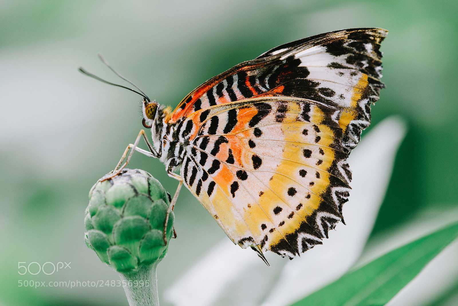 Nikon D610 sample photo. Bufferfly photography