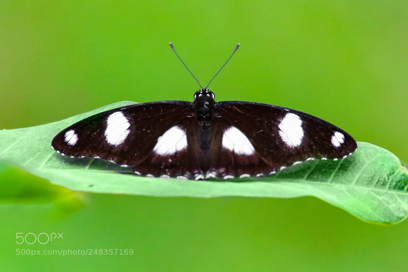 Canon EOS 7D Mark II sample photo. Danaid eggfly – hypolimnas misippus photography