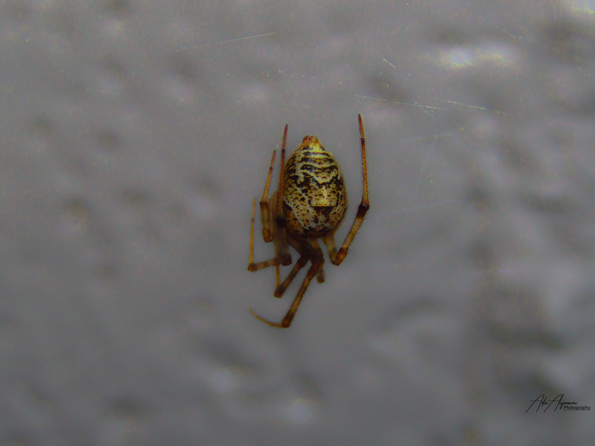 Canon PowerShot SX420 IS sample photo. Cat faced spider photography