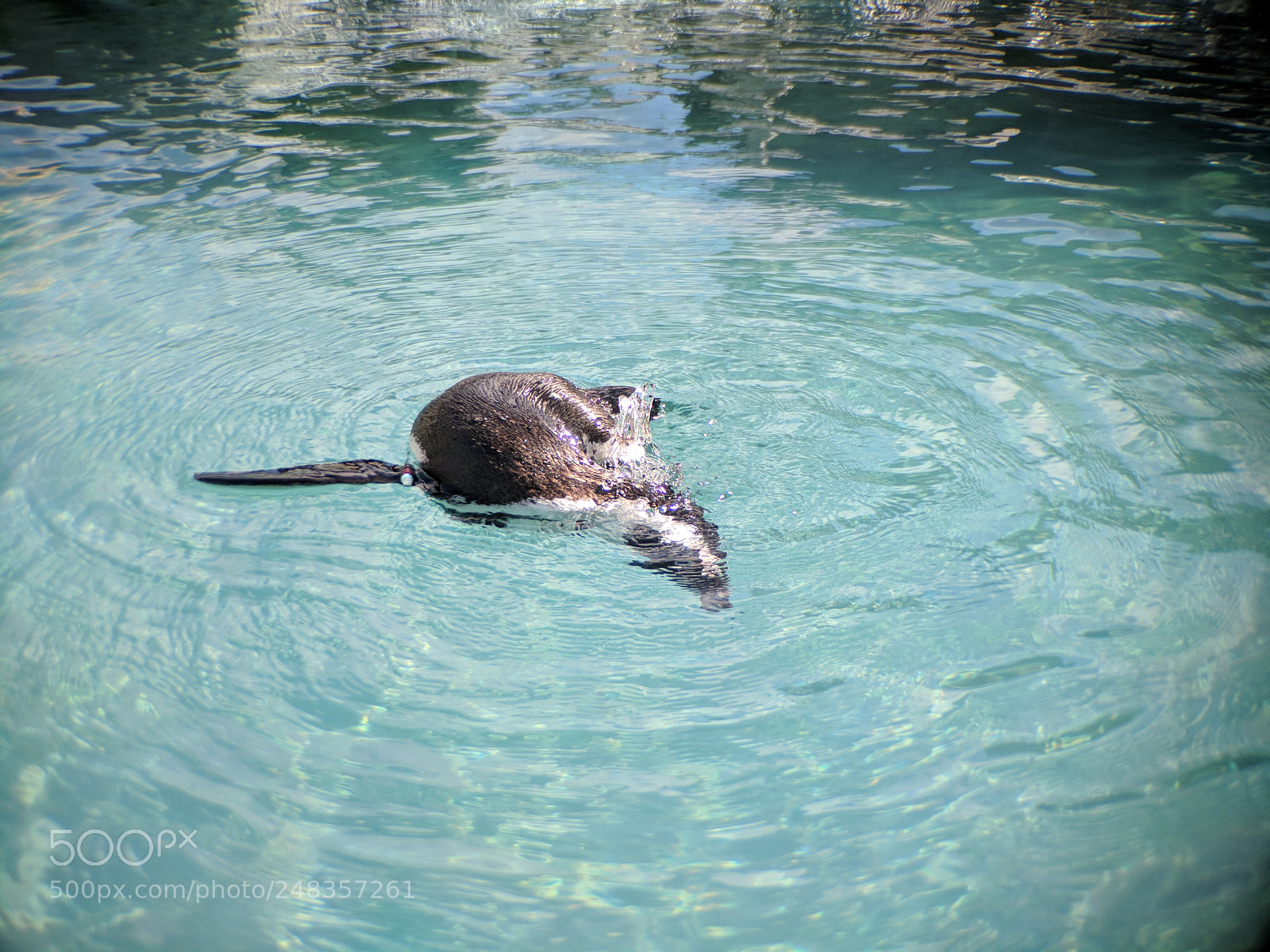 Google Pixel XL sample photo. Penguin diving photography