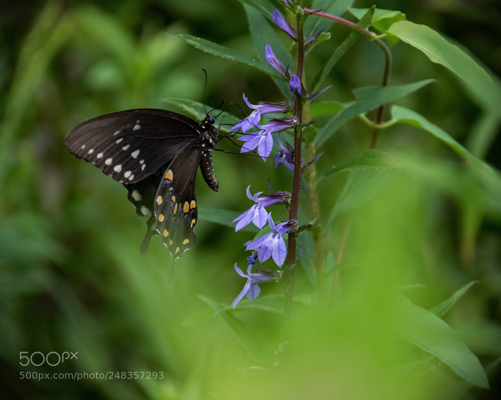 Nikon D5300 sample photo. Spicebush swallowtail butterfly photography