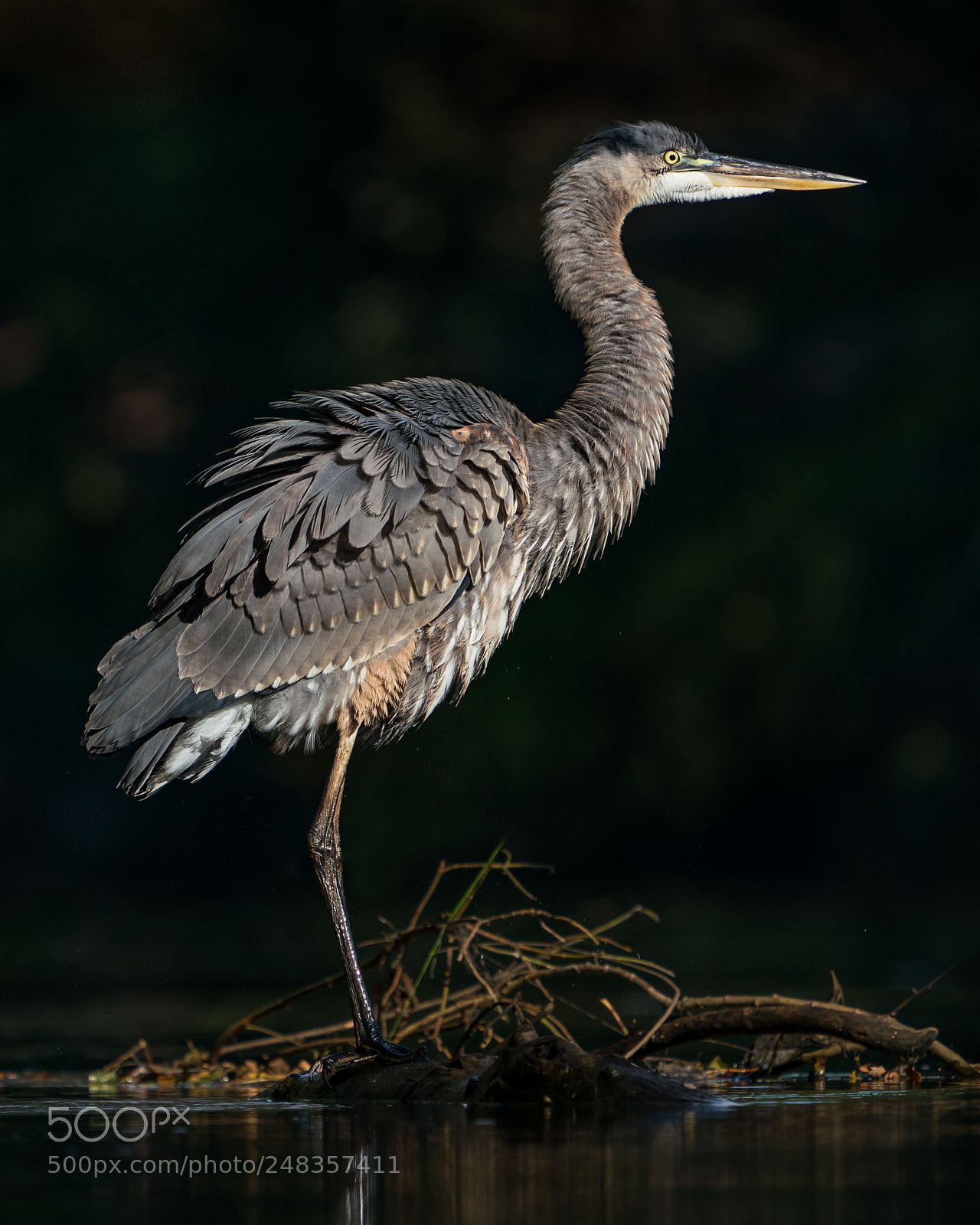 Sony a9 sample photo. Juvenile great blue heron photography