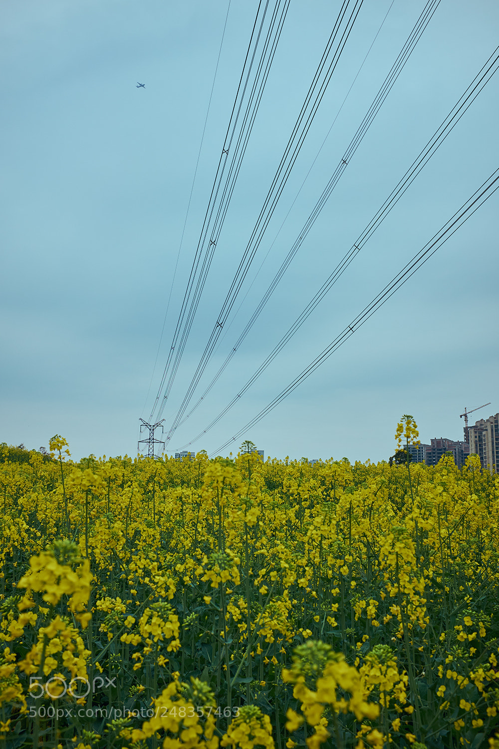 Fujifilm X100T sample photo. 油菜花 photography