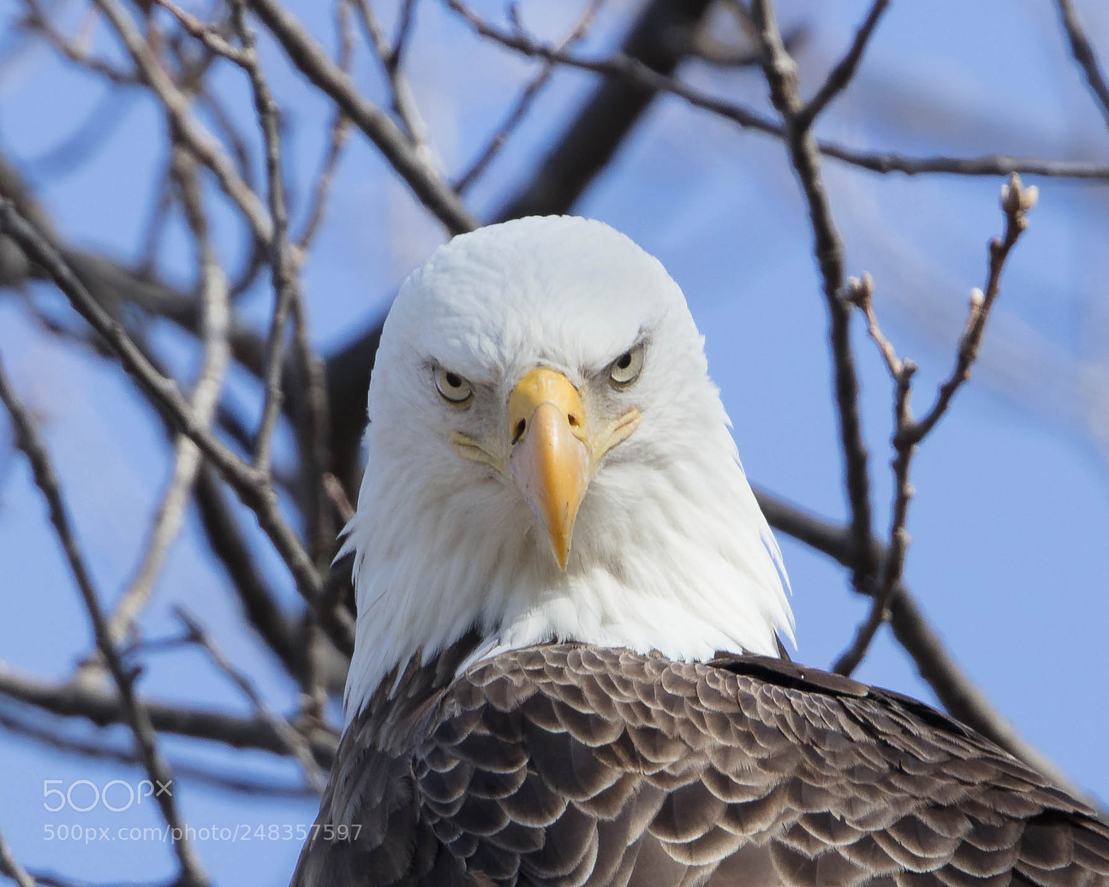 Canon EOS 5DS R sample photo. Look away, its mating photography
