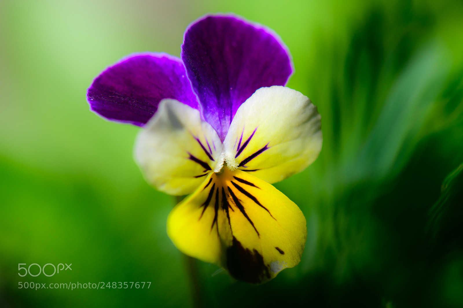 Nikon D850 sample photo. The lone pansy photography