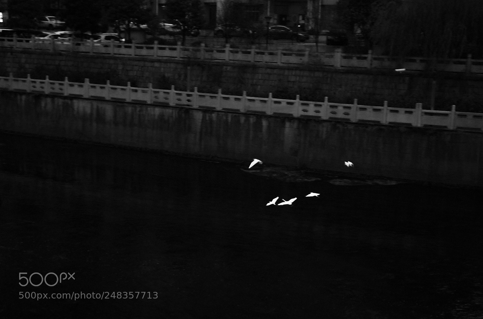 Pentax K-50 sample photo. Birds photography