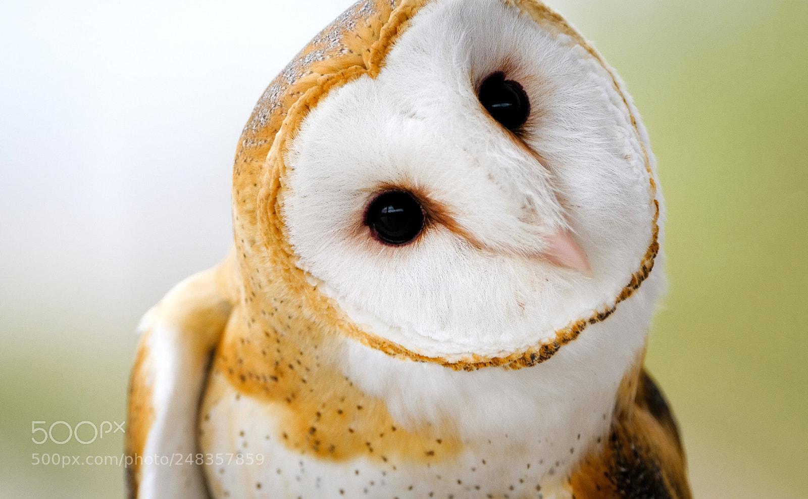 Fujifilm X-T2 sample photo. Barn owl photography