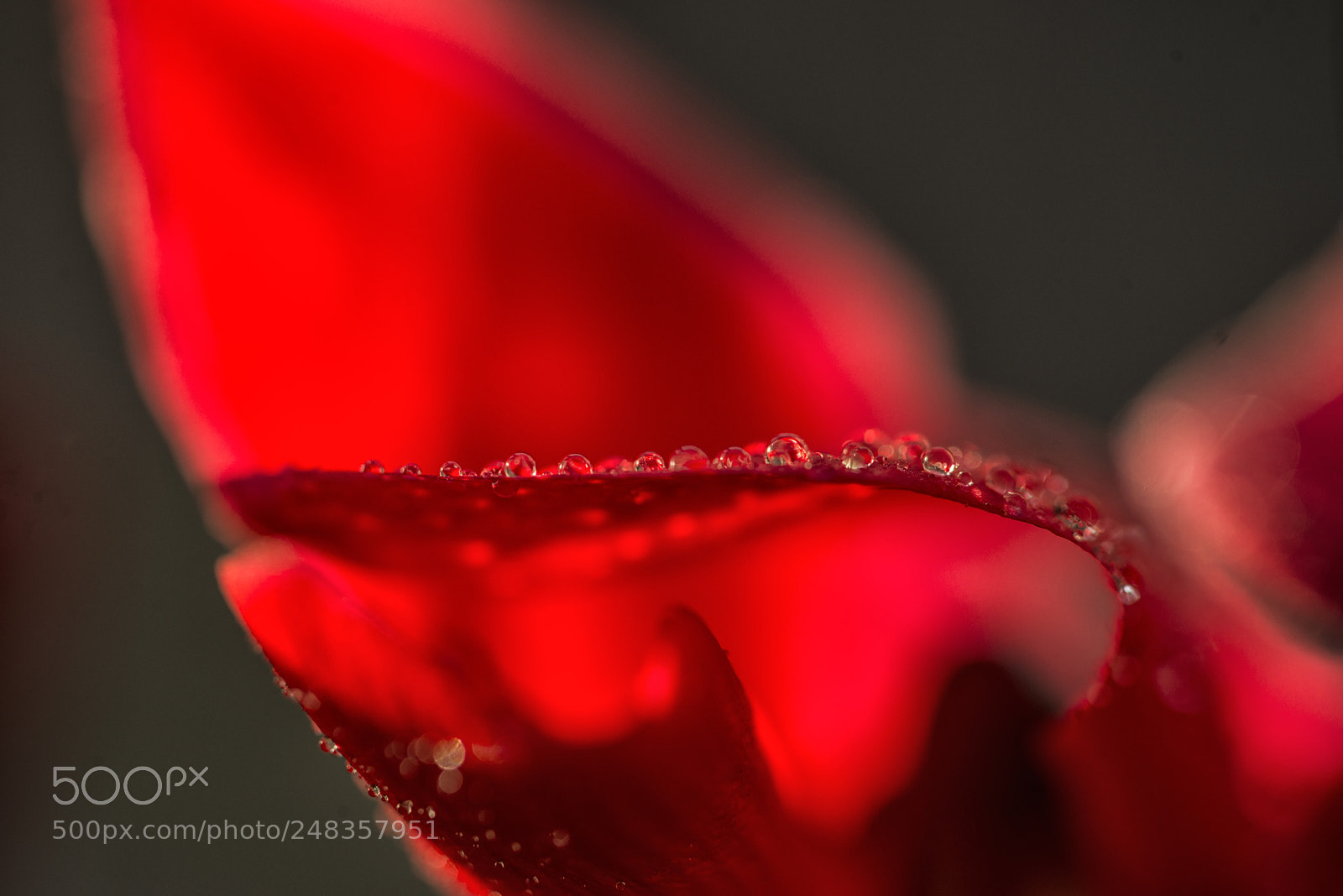 Nikon D800E sample photo. A line of drops photography