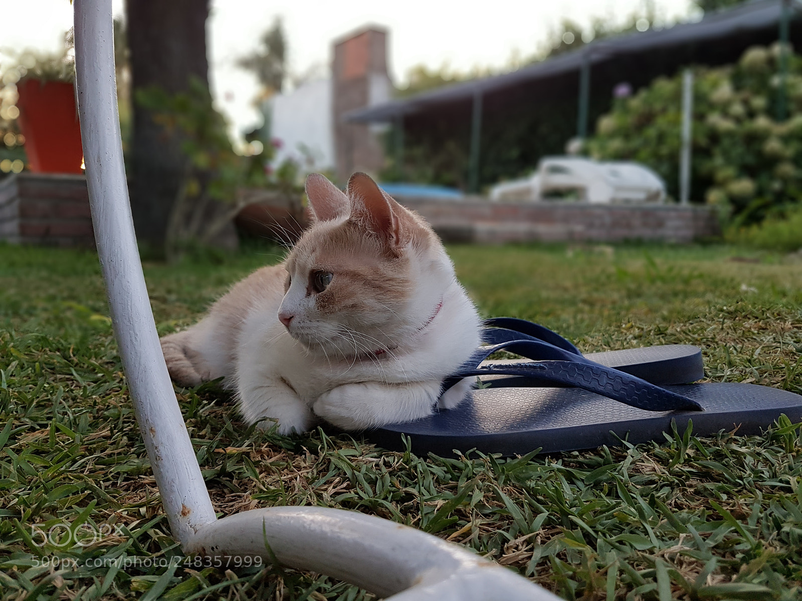 Samsung Galaxy S7 sample photo. Untitled photography