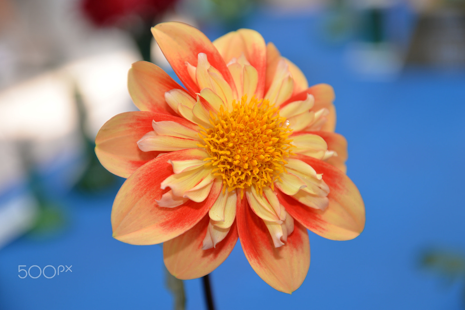 Nikon D610 sample photo. Misc flower photography