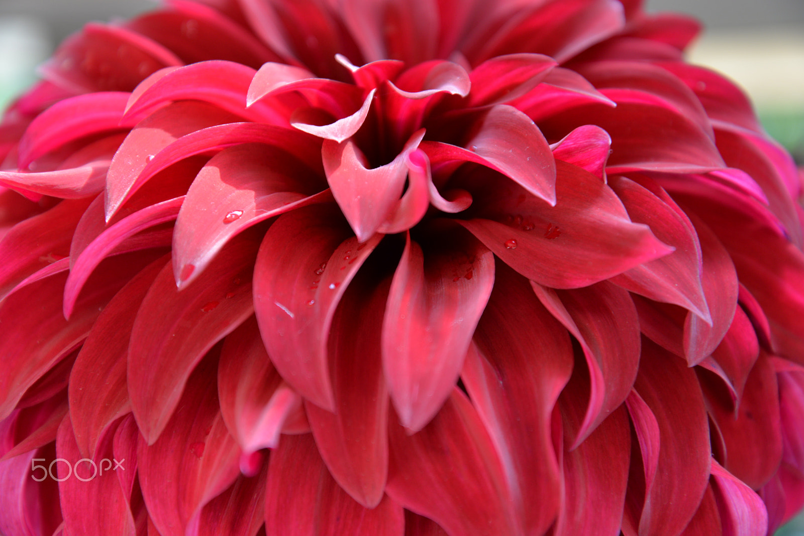 Nikon D610 sample photo. Macro dahlia photography