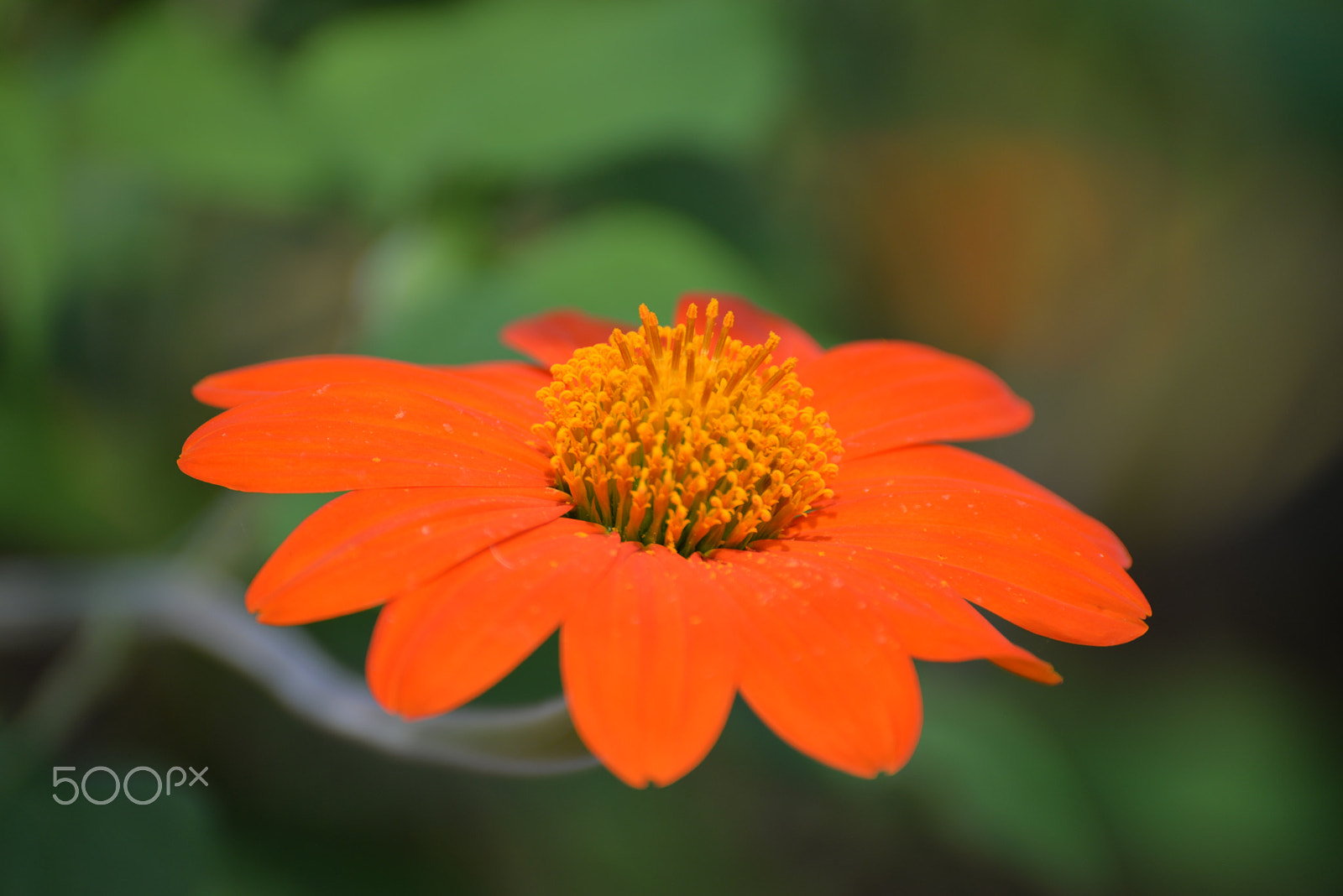 Nikon D610 sample photo. Miscellaneous macro flower photography