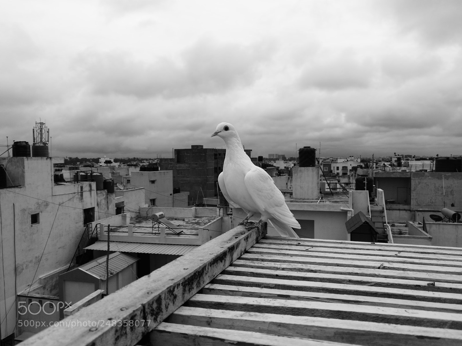 HUAWEI P9 sample photo. Lonely dove photography