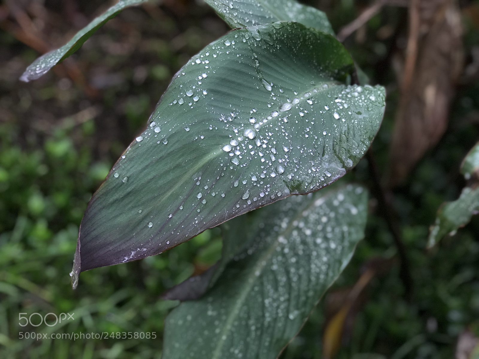 Apple iPhone 7 Plus sample photo. Early morning rain. photography