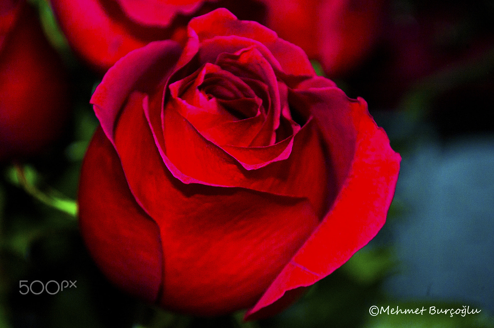 Nikon D100 sample photo. Rose photography