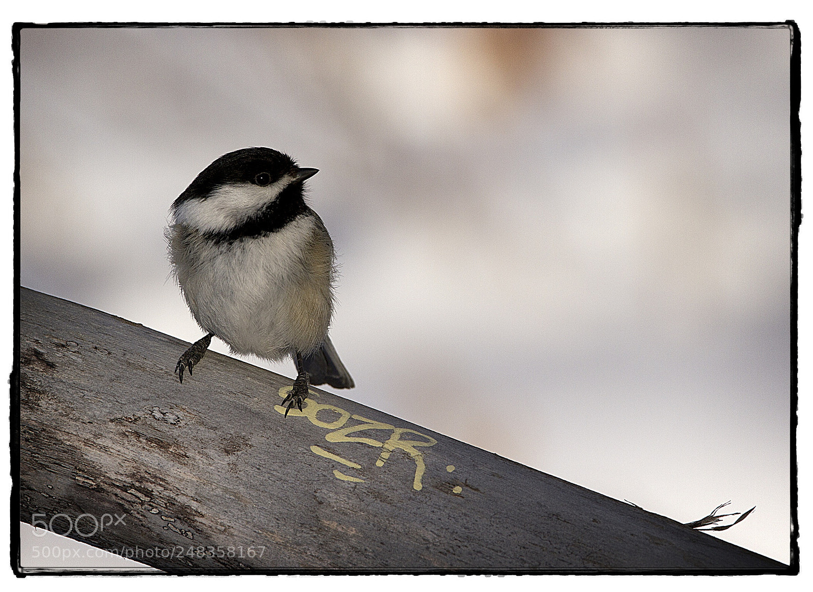 Canon EOS 7D sample photo. Black-capped chickadee with graffiti. photography