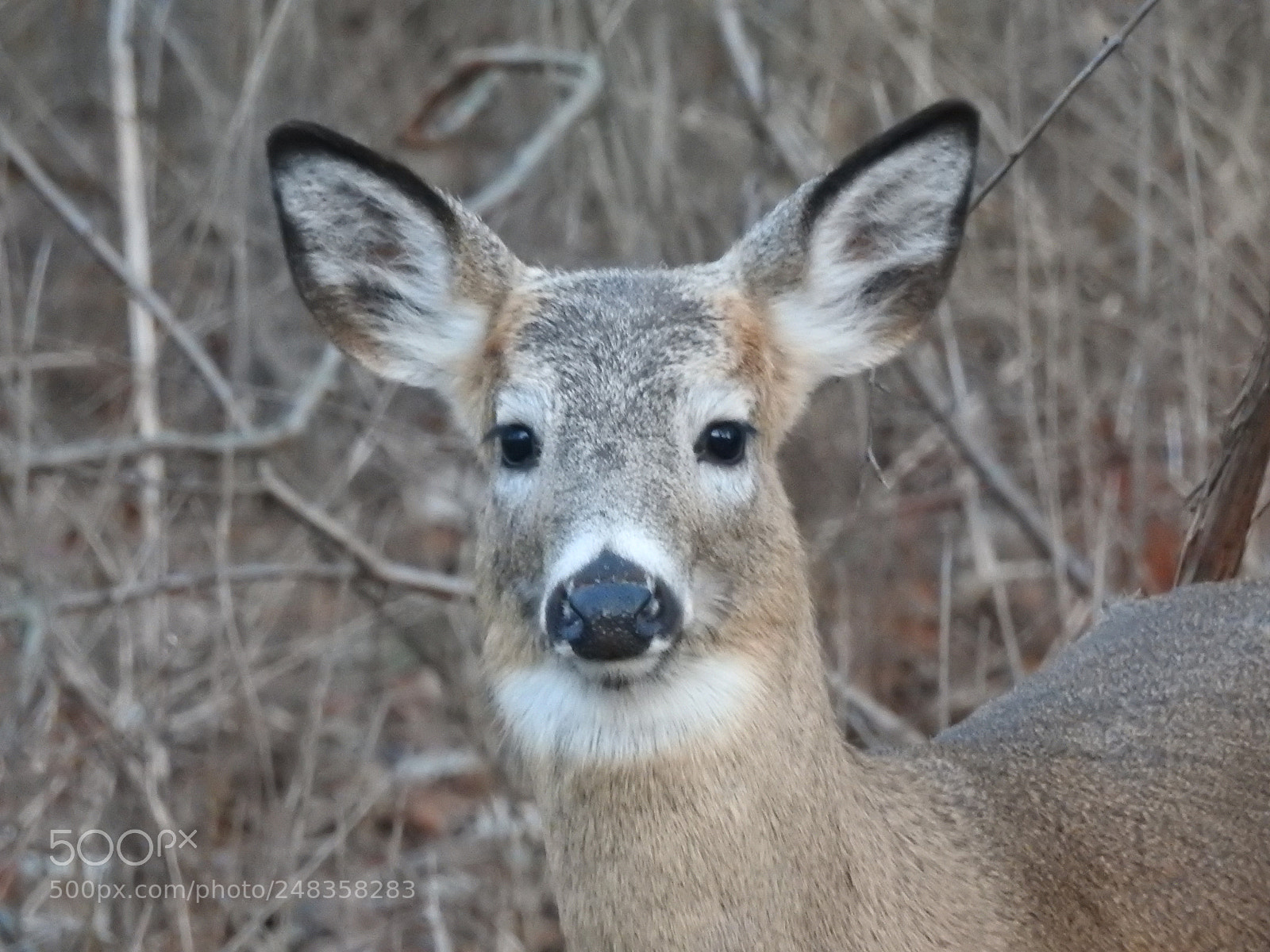 Nikon Coolpix P900 sample photo. Deer photography