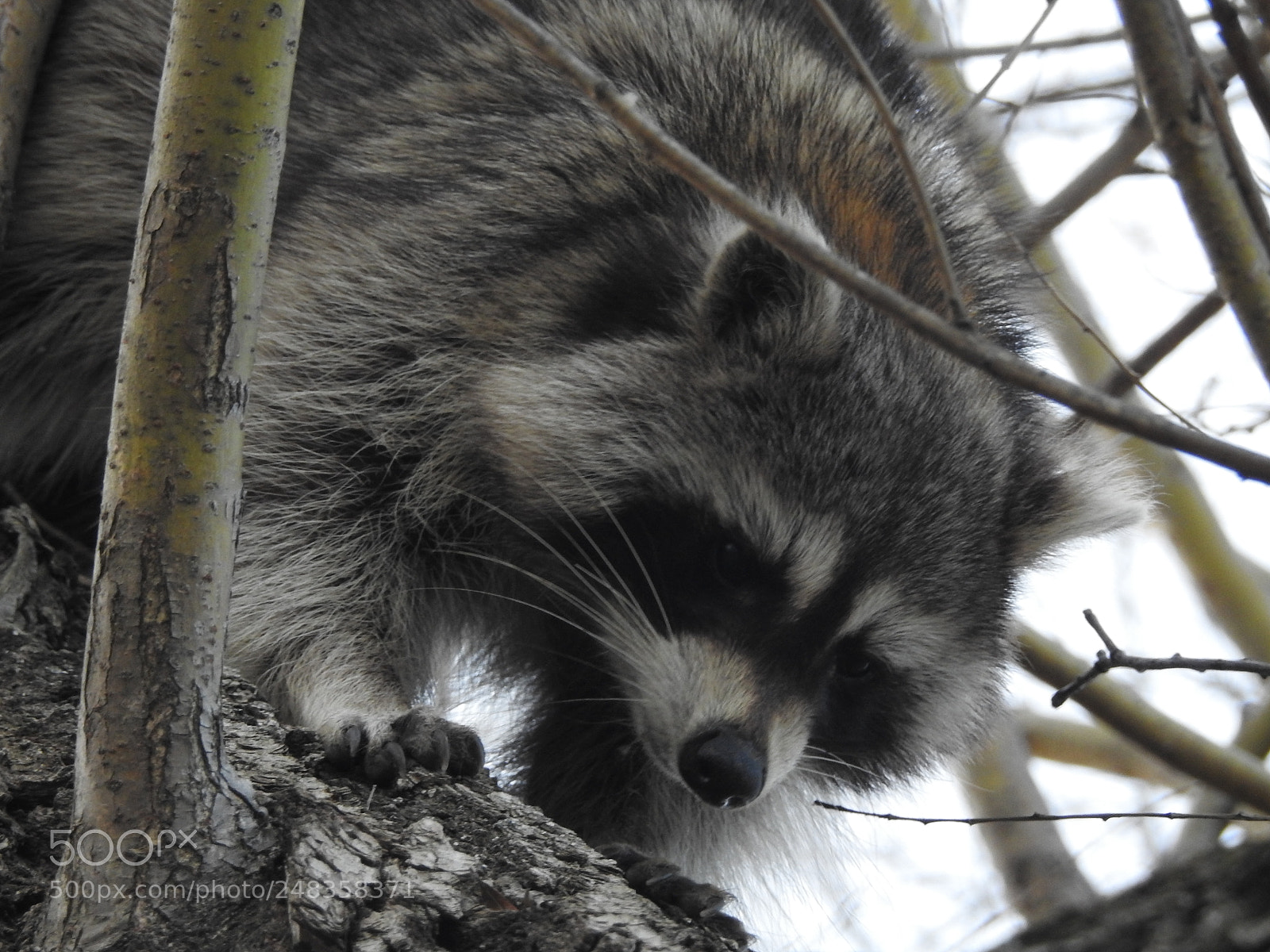 Nikon Coolpix P900 sample photo. Racoon photography
