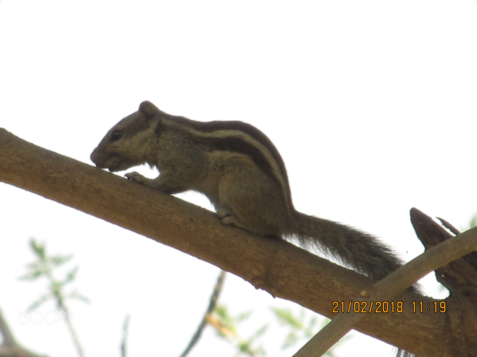 Canon PowerShot SX130 IS sample photo. Img photography