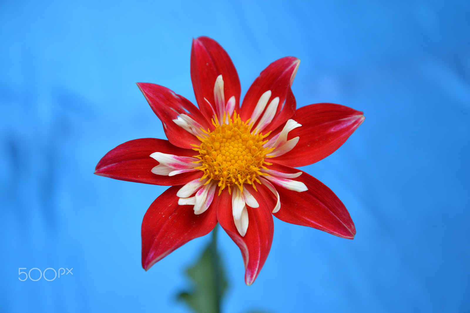 Nikon D610 sample photo. Red dahlia photography