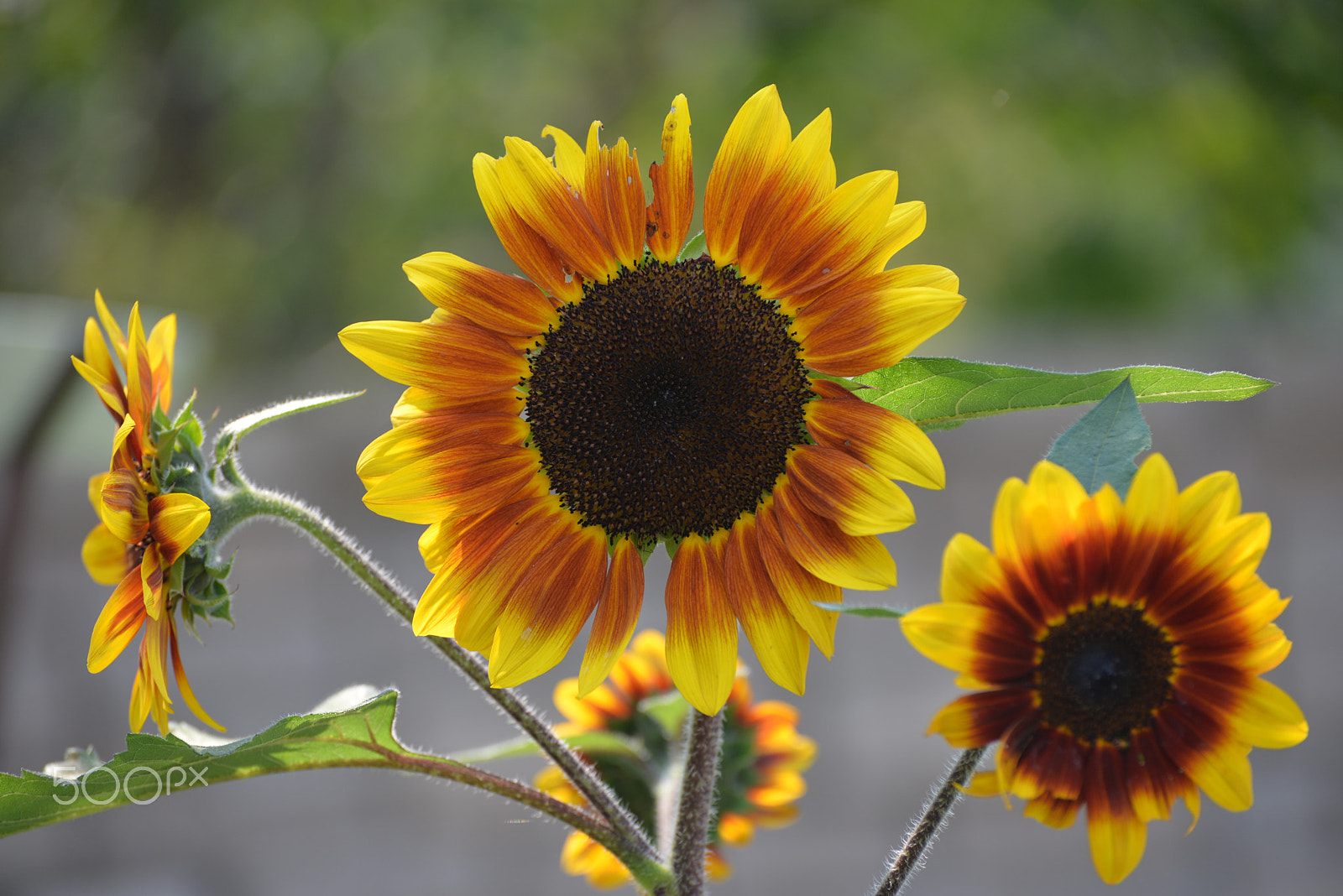 Nikon D610 sample photo. Autumn sunflowers photography