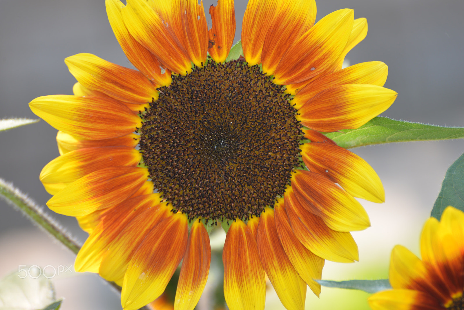 Nikon D610 sample photo. Autumn sunflower photography