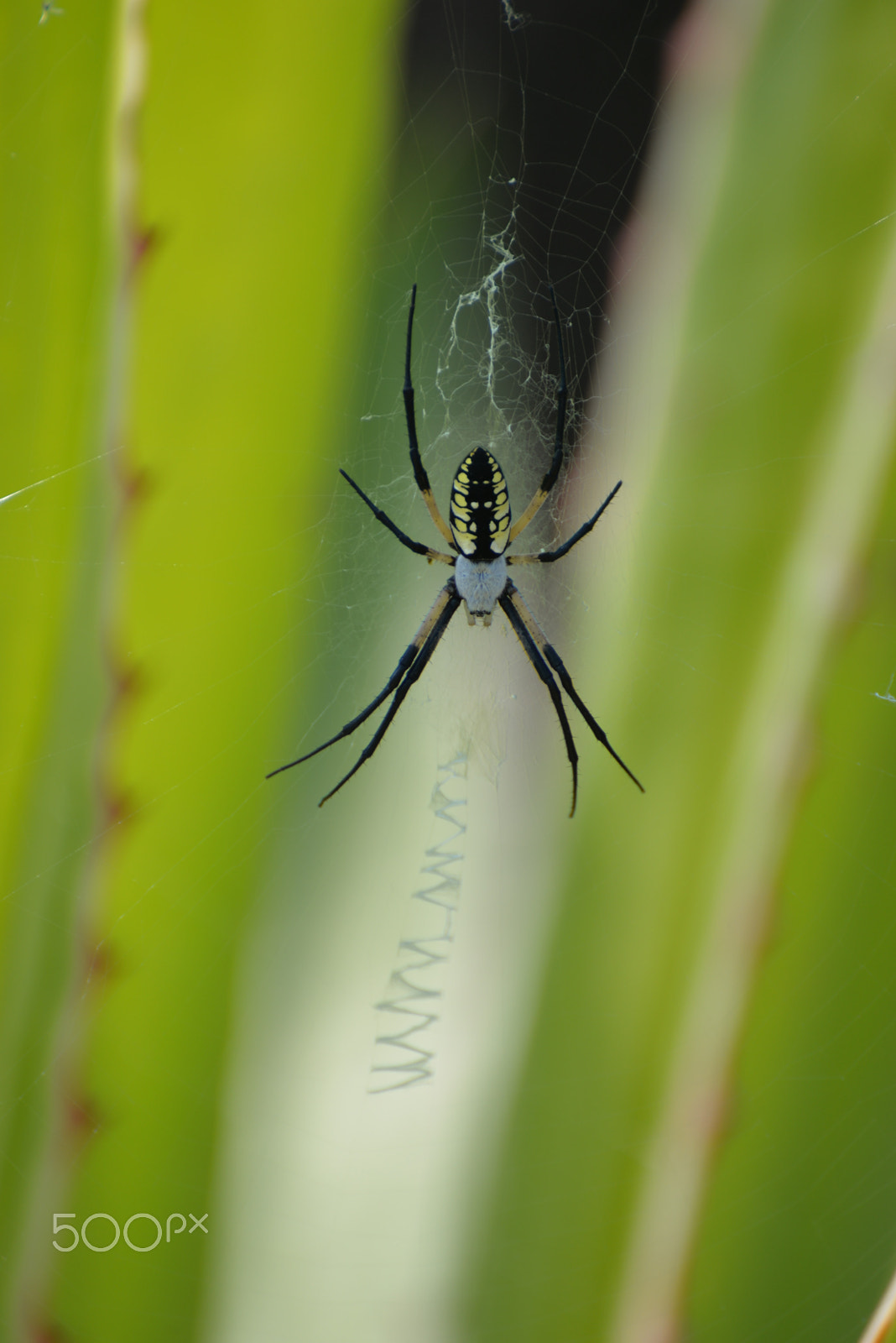 Nikon D610 sample photo. Garden spider photography
