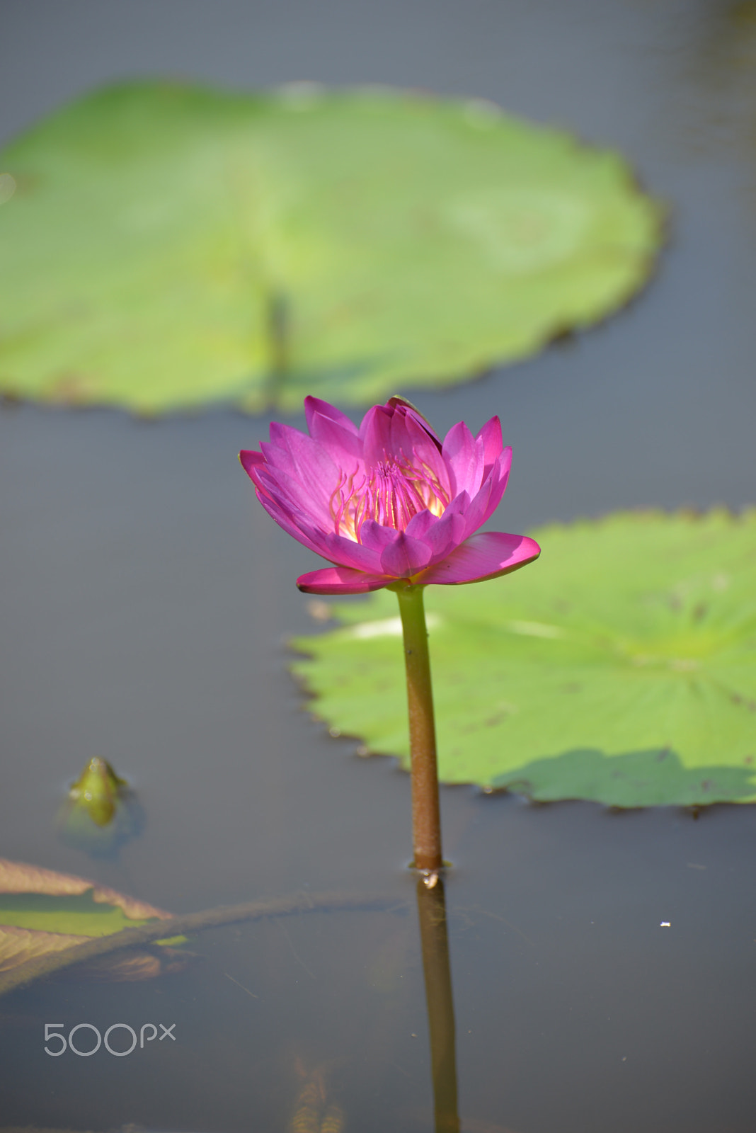 Nikon D610 sample photo. Pink flower photography