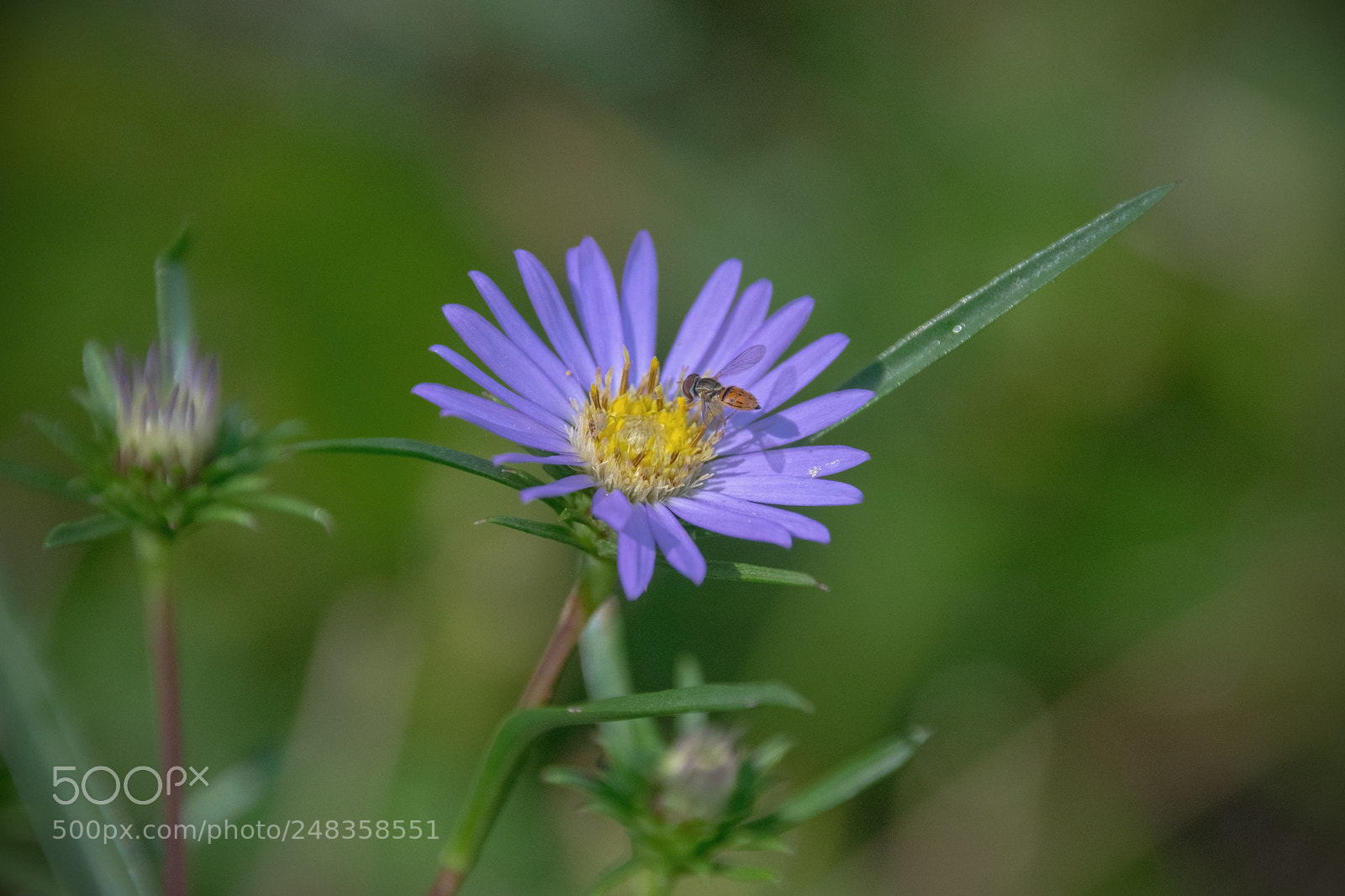 Nikon D5300 sample photo. Purple aster and friend photography