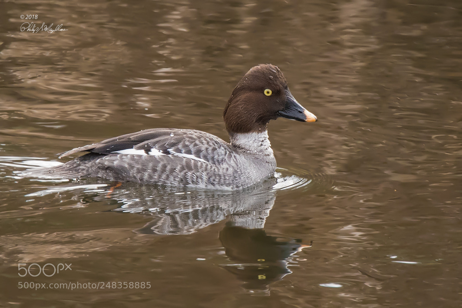 Nikon D500 sample photo. Common goldeneye hen photography