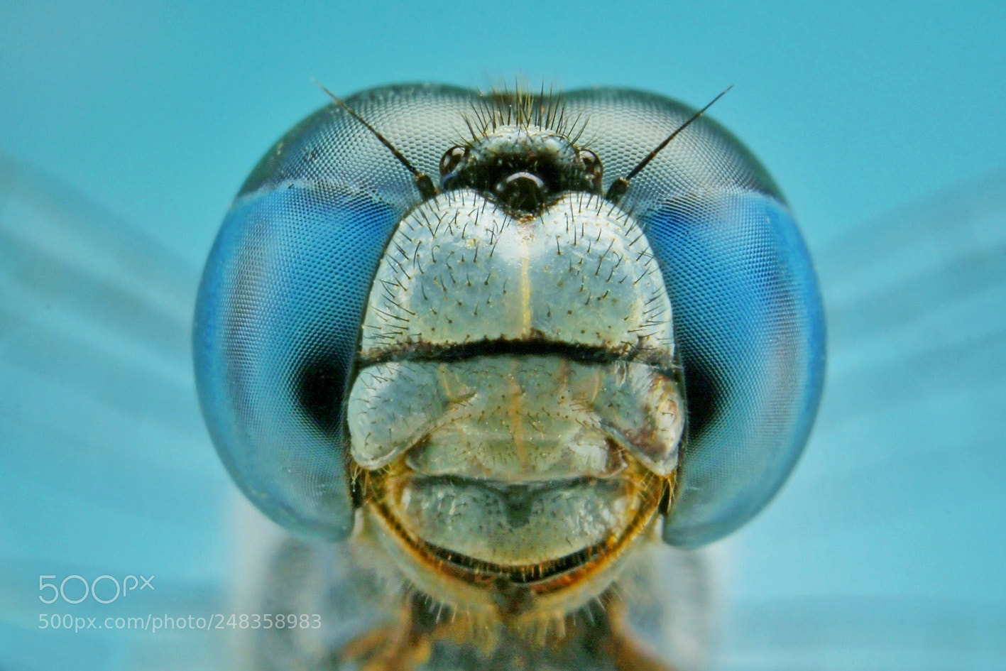 Canon EOS 1100D (EOS Rebel T3 / EOS Kiss X50) sample photo. Dragon fly photography