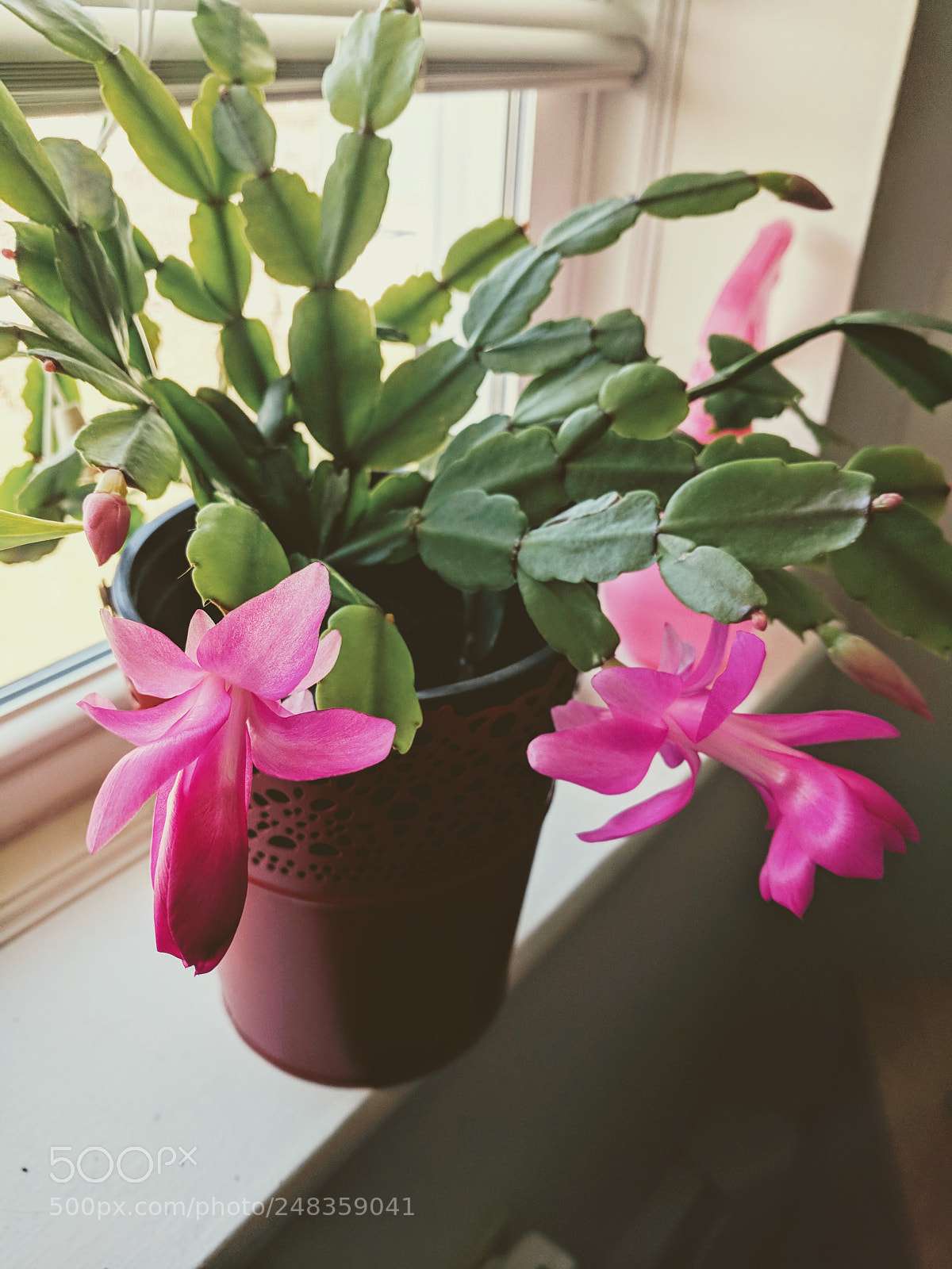Google Pixel XL sample photo. Christmas cactus in bloom photography