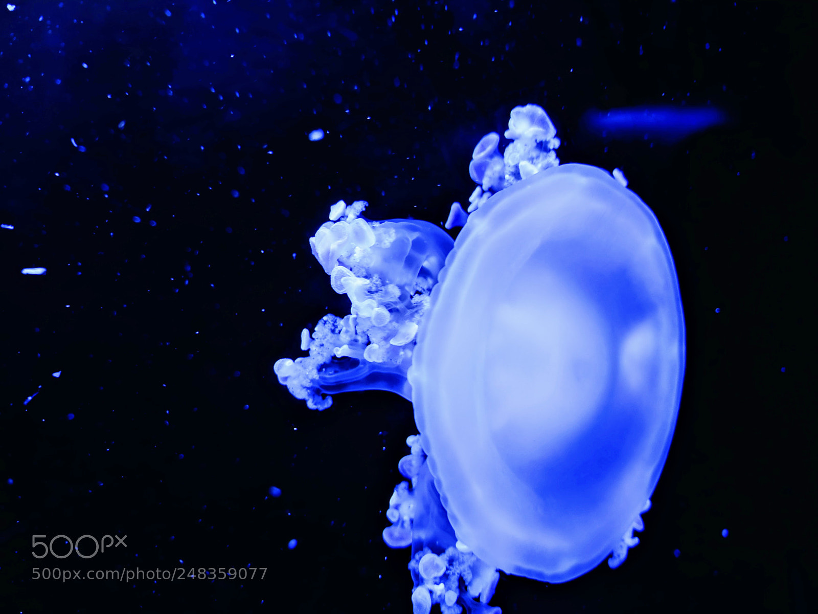Google Pixel XL sample photo. Jellyfish in motion photography