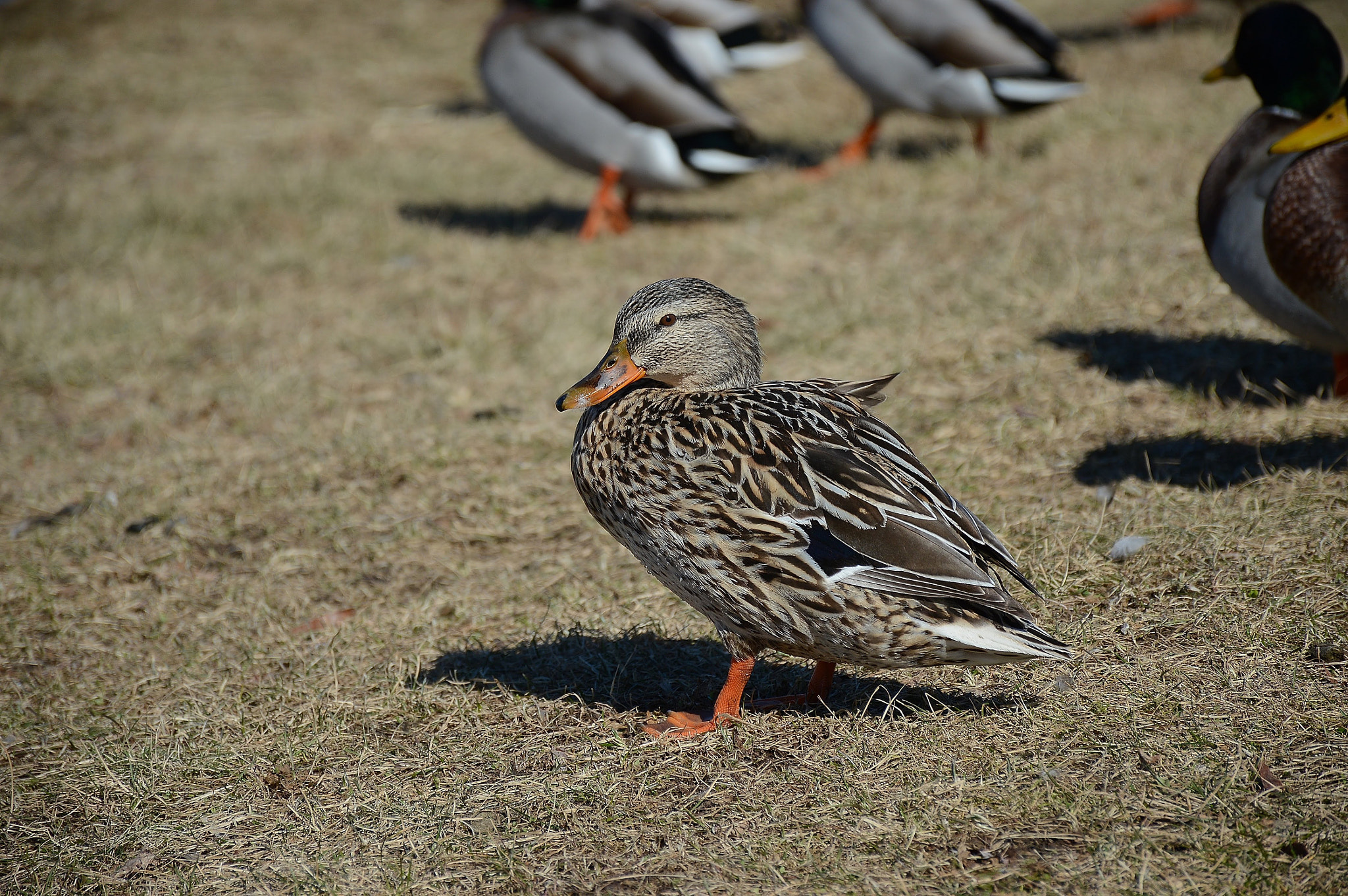 Nikon D3200 sample photo. Simple duck photography