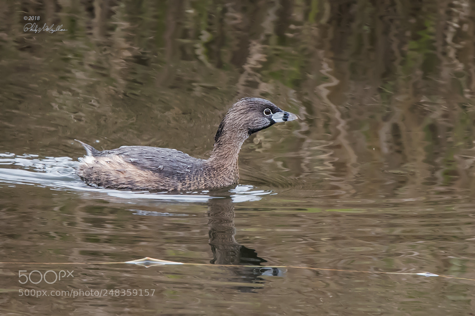 Nikon D500 sample photo. Pied billed grebe photography