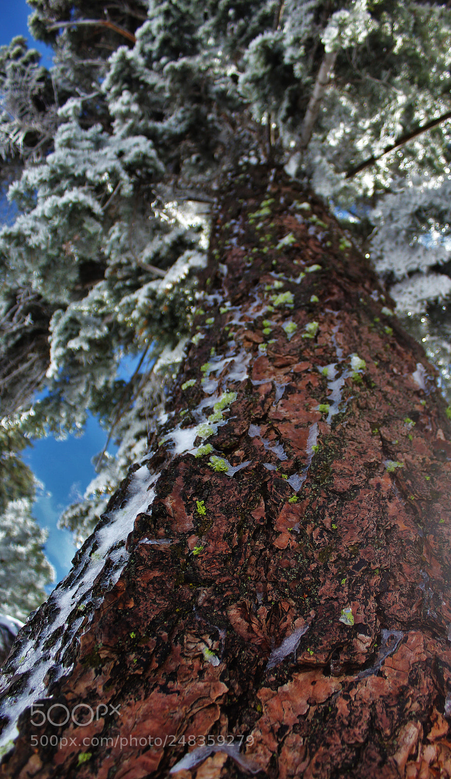 Canon EOS 1200D (EOS Rebel T5 / EOS Kiss X70 / EOS Hi) sample photo. Frozen pine photography