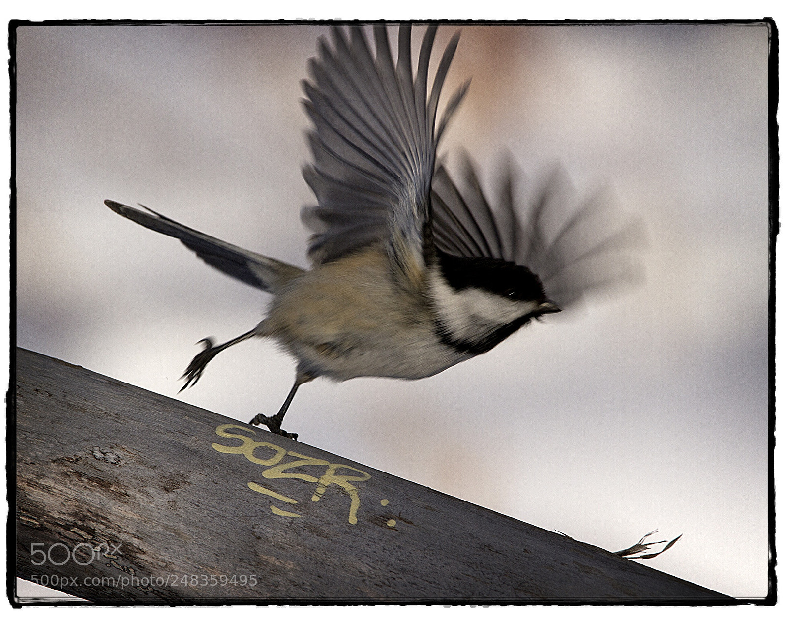 Canon EOS 7D sample photo. Black-capped chickadee takes flight. photography