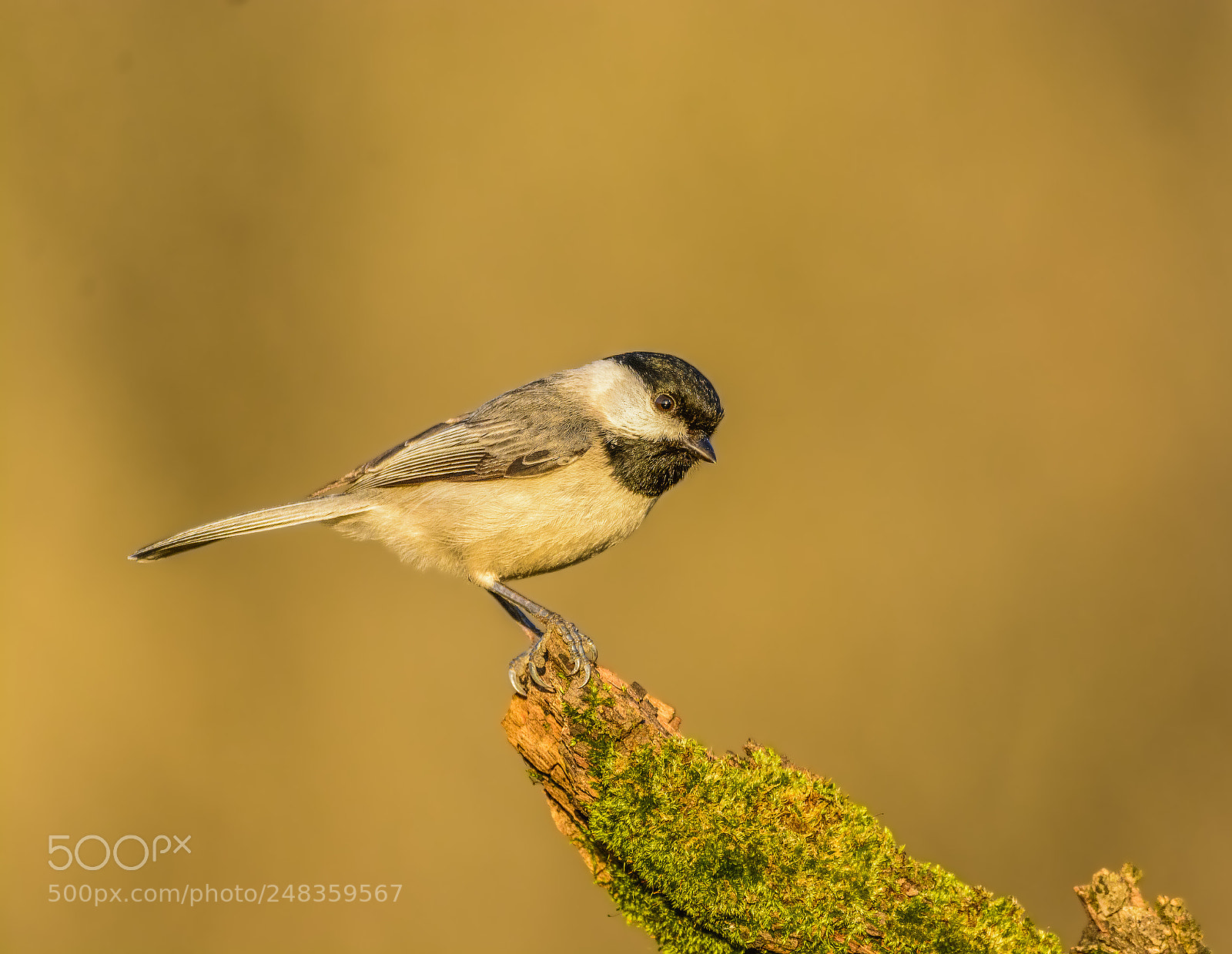 Nikon D7100 sample photo. Carolina chickadee photography