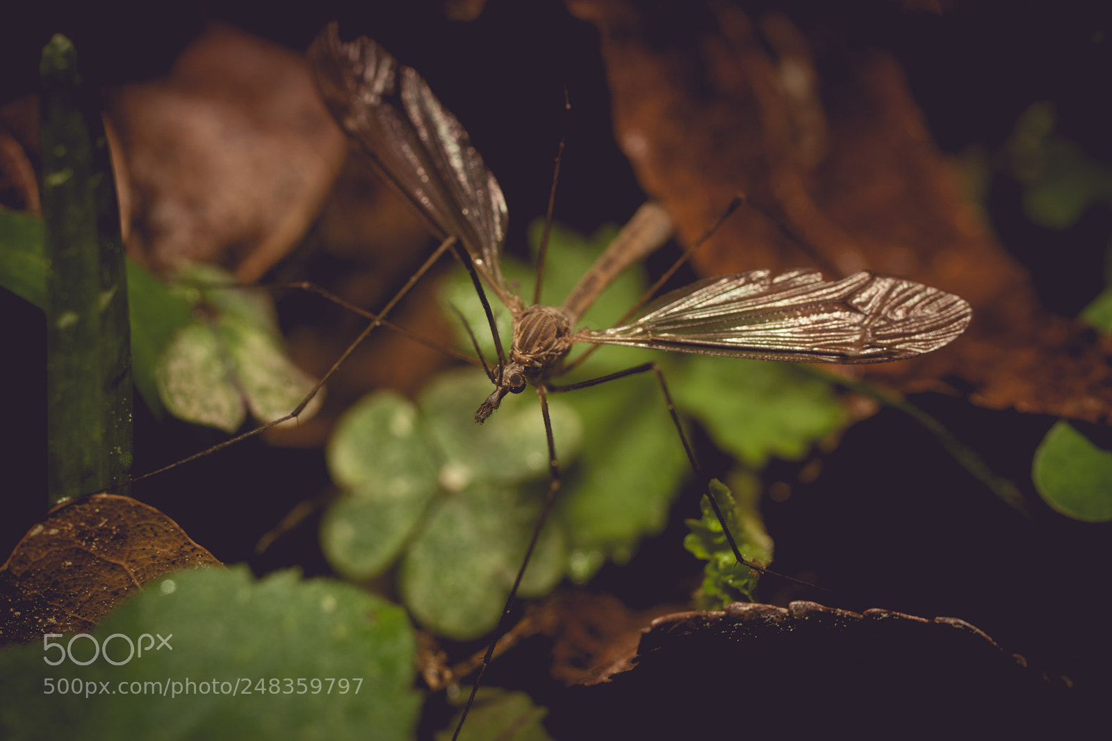 Sony SLT-A99V sample photo. Mosquito photography