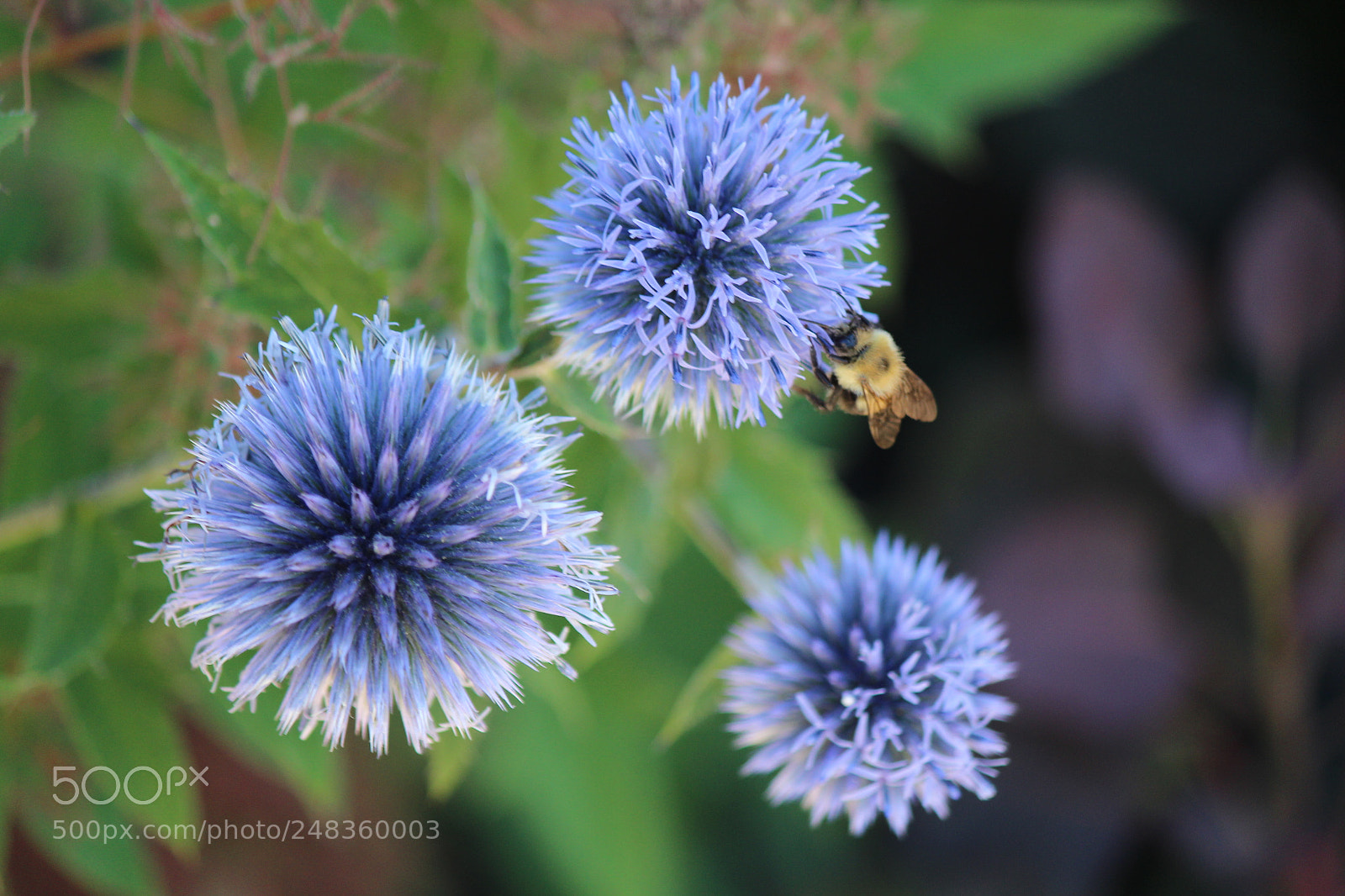 Canon EF-S 55-250mm F4-5.6 IS II sample photo. Trifecta (for a bumblebee) photography