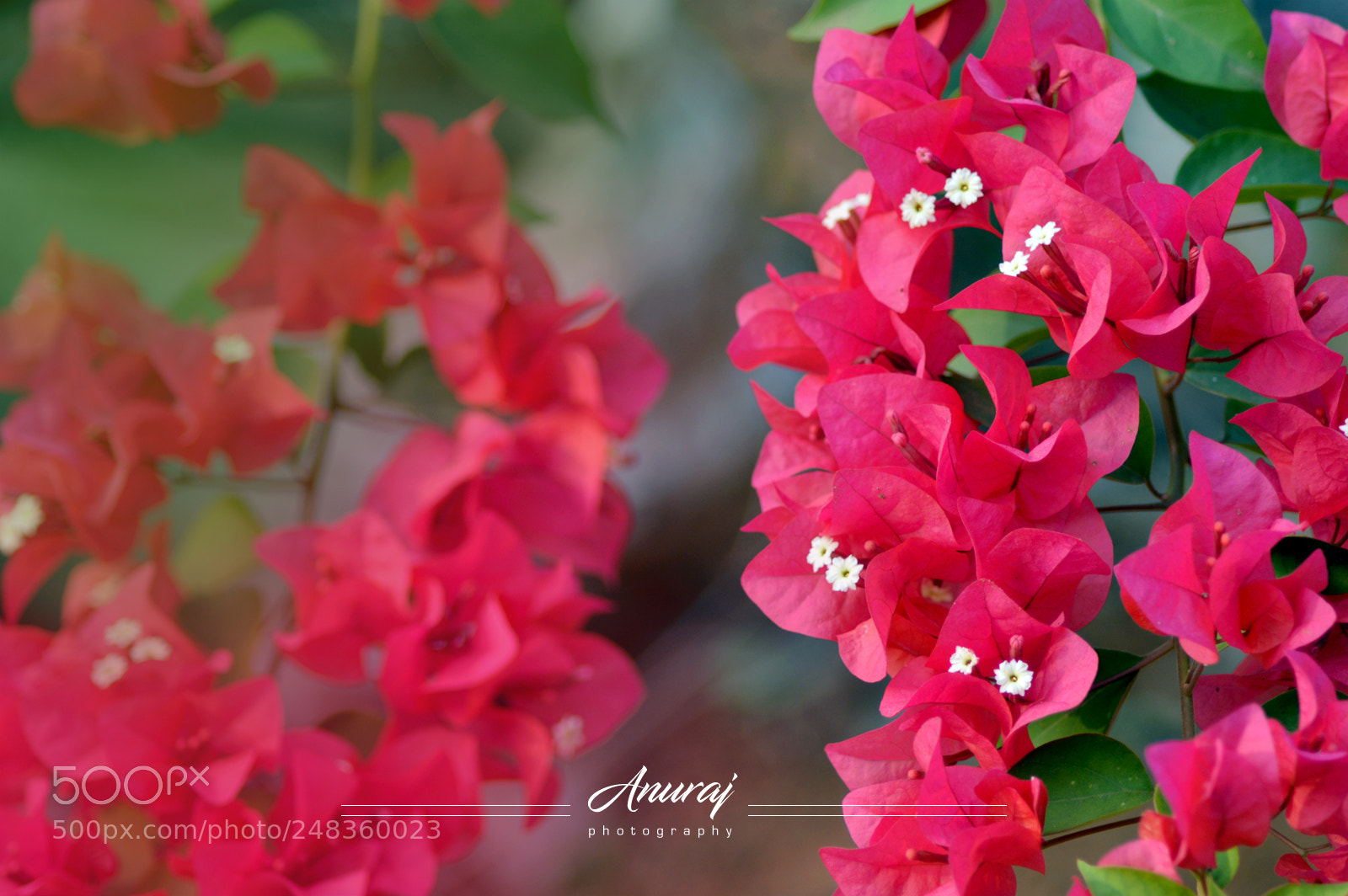 Nikon D3200 sample photo. Bougainvillea photography