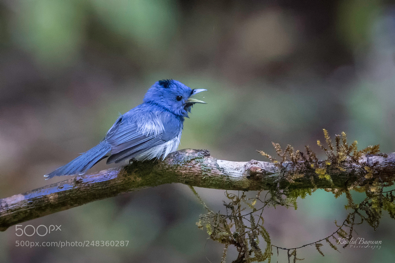 Canon EOS 7D Mark II sample photo. Black-naped monarch photography