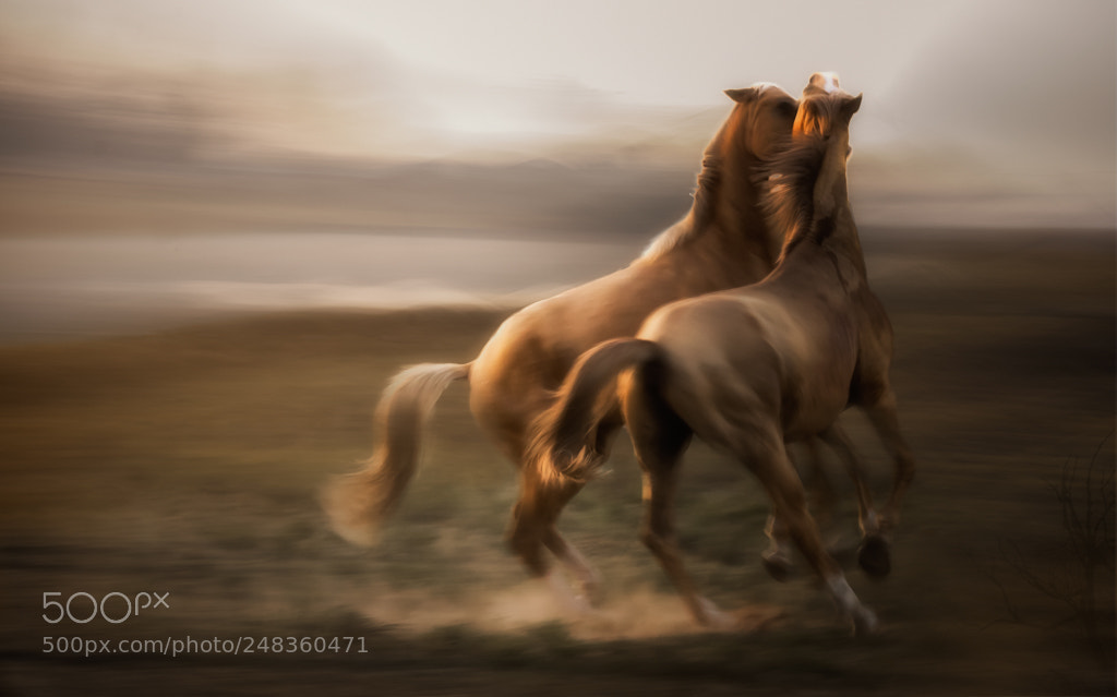 Canon EOS-1D X Mark II sample photo. ‘stallion rivalry ‘ photography