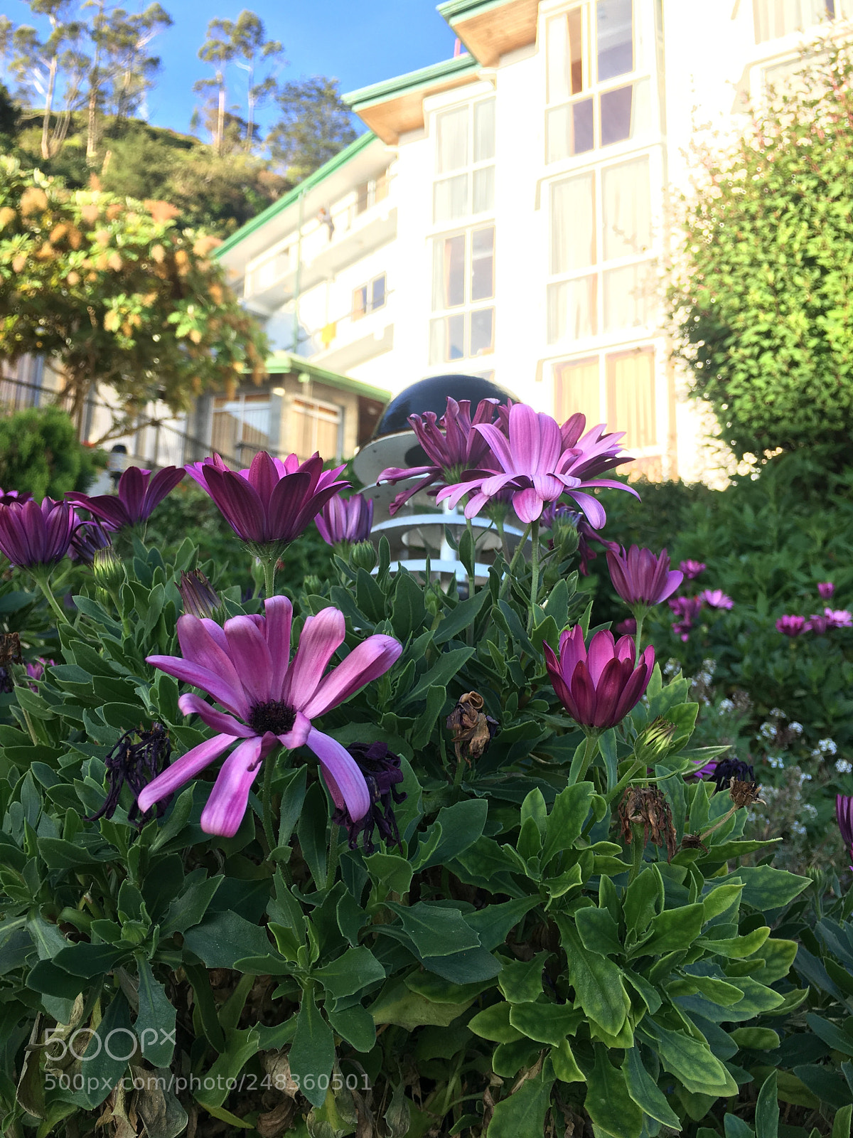 Apple iPhone 6s sample photo. #niwara eliya photography