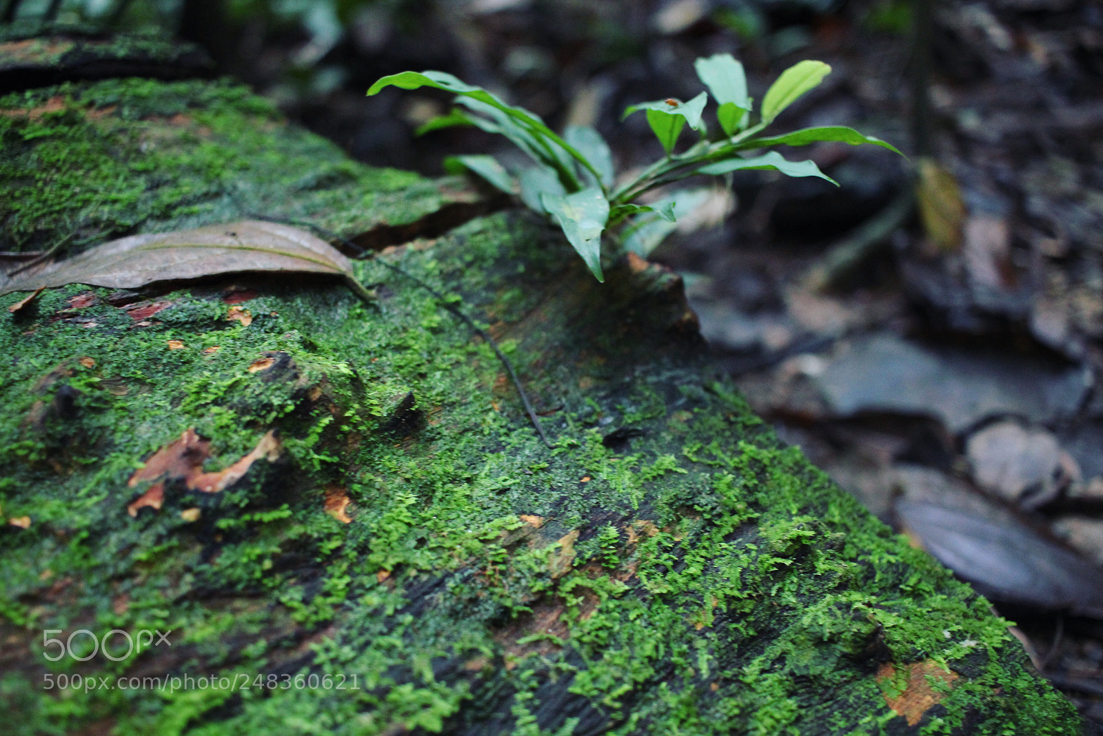Canon EOS 600D (Rebel EOS T3i / EOS Kiss X5) sample photo. Kubah national park photography