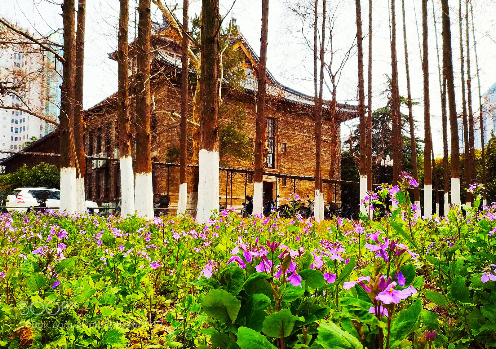 Xiaomi MIX 2 sample photo. Schoolyard of nanjing university photography