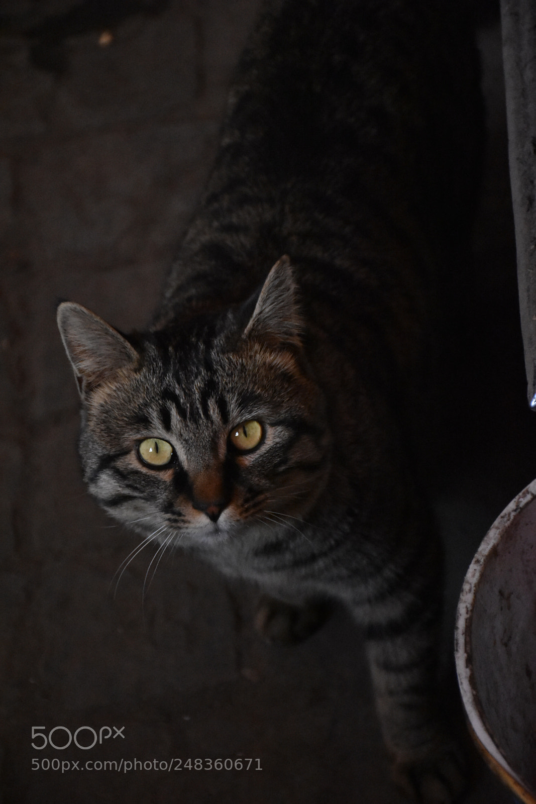 Nikon D7200 sample photo. Untitled photography